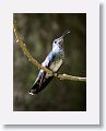 White-necked Jacobin (immature male)