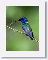 White-necked Jacobin