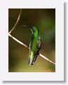 Violet Sabrewing (female)