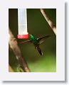 Rufous-tailed Hummingbird