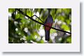 Slaty-tailed Trogon