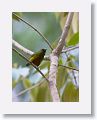 Olive-backed Euphonia