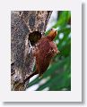 Chestnut-colored Woodpecker (female)