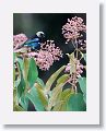 Golden-hooded Tanager