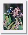 Golden-hooded Tanager