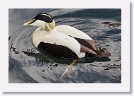 Common Eider male.