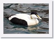 Common Eider male.