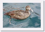 Common Eider female.