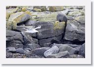 Iceland Gull