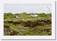 Brant and IcelandGull