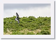 European Oystercatcher