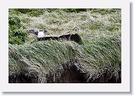 Atlantic Puffin