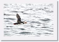 Atlantic Puffin