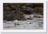 Common Eider