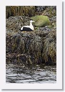 Common Eider