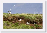 Atlantic Puffin and Northern Fulmar