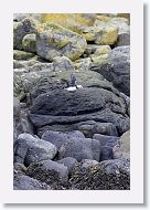 Atlantic Puffin