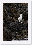 Iceland Gull