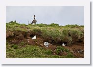 Greylag Goose and Northern Fulmar