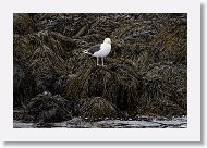 Iceland Gull