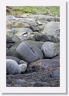 European Oystercatcher