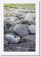 European Oystercatcher