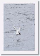 Arctic Tern