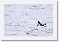 Atlantic Puffin