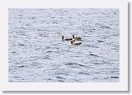 Greylag Geese