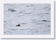 Atlantic Puffin