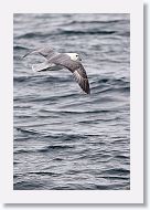 Northern Fulmar