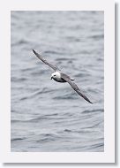 Northern Fulmar