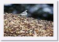 White Wagtail at Klambratun park