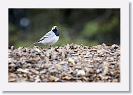 White Wagtail