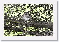 Redwing juvenile