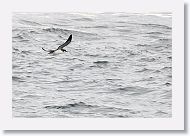 Manx Shearwater