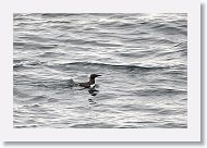 Common Murre