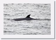 Minke whale