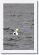 Northern Gannet