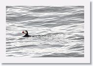 Atlantic Puffin