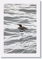 Bridled Guillemot