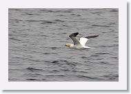 Northern Gannet