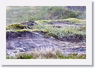 The Great Geysir area