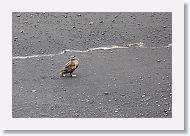 Common Eider