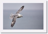 Northern Fulmar