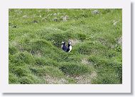 Atlantic Puffins -the only ones we saw on land while standing on land.