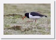 European Oystercatcher