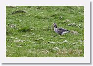 Greylag Goose