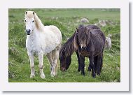 Icelandic horses are long-lived and hardy.