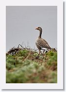 Greylag Goose